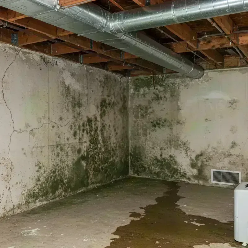 Professional Mold Removal in Chrisman, IL